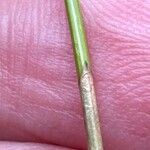 Eleocharis multicaulis Hoja