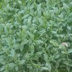 Stellaria alsine Blatt