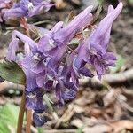 Corydalis solidaBlüte