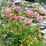 Ranunculus glacialis Blüte