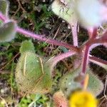 Aichryson villosum Leaf