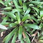Vriesea platynema 叶