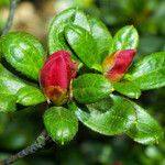 Rhododendron indicum Flower