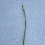 Carex alba Kukka