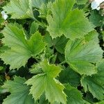 Pelargonium grandiflorum Feuille