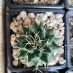 Mammillaria polytheleപുറംതൊലി