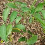 Guarea macrophylla Leaf