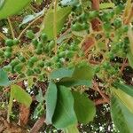 Vitex congolensis Fruit