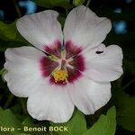 Lavatera acerifolia Blomma