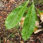 Banksia robur पत्ता