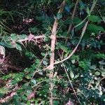 Rhaphithamnus spinosus Corteza