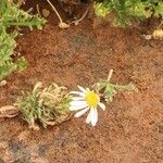Argyranthemum tenerifae 花