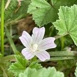 Malva neglecta Blüte