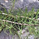 Campylanthus salsoloides Hoja
