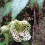 Kohleria tigridia Flower