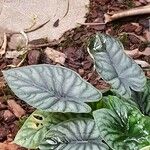 Alocasia baginda Лист