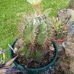 Astrophytum ornatumLehti