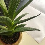 Aloe aristataBlad