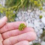 Bupleurum petraeum Fruit