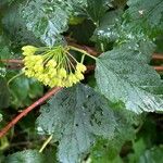 Physocarpus capitatus Fruit