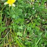 Aquilegia chrysantha Flor