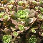 Aeonium mascaense Лист