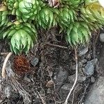 Saxifraga bryoides Feuille