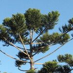 Araucaria cunninghamii Outro