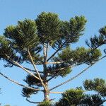 Araucaria cunninghamii 其他