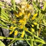 Allium flavum Квітка