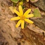 Senecio macroglossus Žiedas