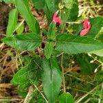 Salvia blepharophylla Leaf