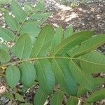 Centrolobium robustum Leaf