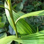 Sobralia macrantha cv. 'Alba' Habitus