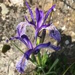 Iris missouriensis 花