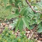 Elsholtzia stauntonii Hoja