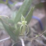 Angraecum moandense Flor