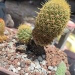 Mammillaria matudae বাকল