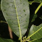 Anacardium excelsum Лист