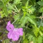 Geranium × oxonianum Folha