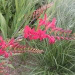 Crocosmia aureaFlors