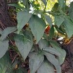 Syngonium auritum Leaf