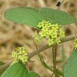 Ziziphus abyssinica Flower