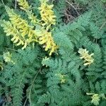 Corydalis cheilanthifolia Blomma