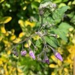 Solanum dulcamaraŽiedas