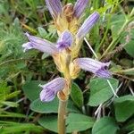 Orobanche purpurea Flower