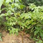 Solanum wrightii Frucht