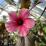 Hibiscus acetosella 花