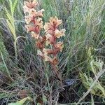 Orobanche alba Habitus