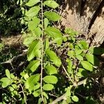 Hemiptelea davidii Blatt